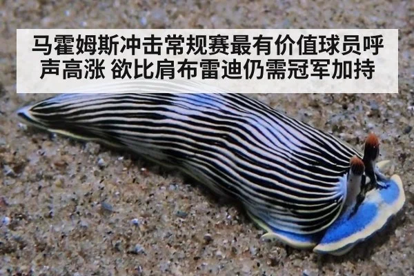 马霍姆斯冲击常规赛最有价值球员呼声高涨 欲比肩布雷迪仍需冠军加持